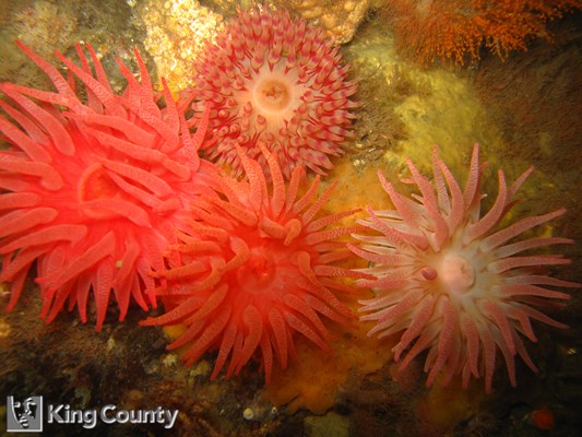Photo of Cribinopsis fernaldi